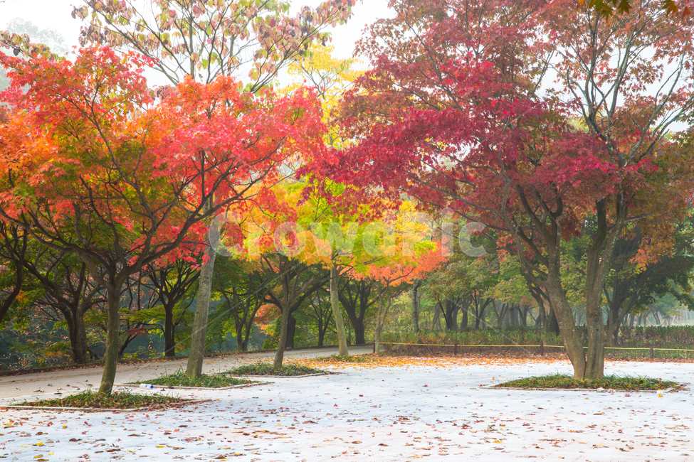 자연,풍경,경관,계절,가을,단풍,길,단풍길,낙엽,추경,만추,울긋불긋,단풍나무,나무,공원,절,사찰,내장사,내장산,산,국립공원,안개,아침,식물,plant,tree,treetrunk,잎,leaf,나무줄기