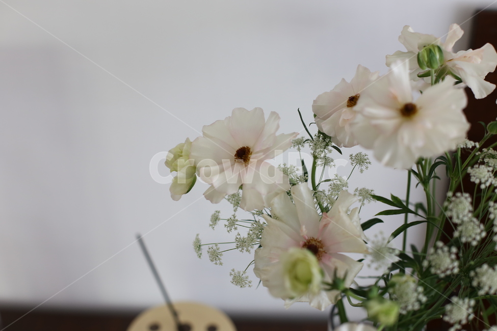 꽃,화분,화병,꽃병,plant,식물