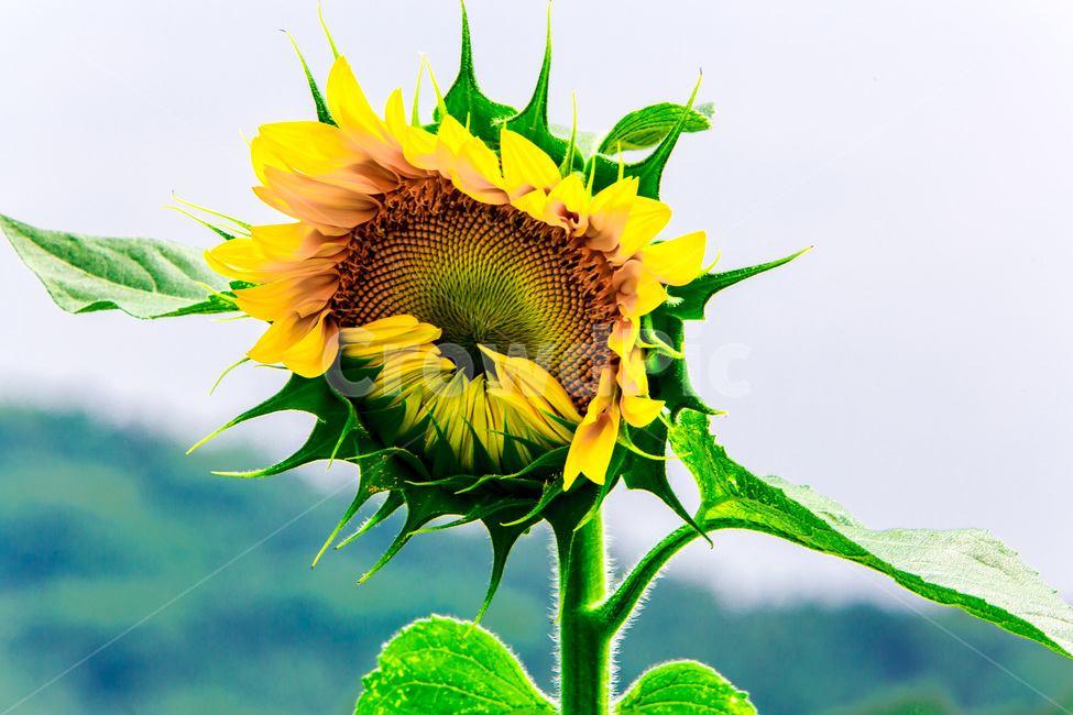 해바라기,열정,바람,문양,무늬,식물,자연,plants,nature,꽃,flower