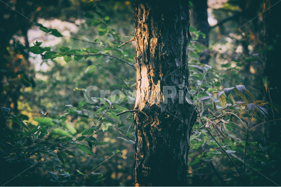 숲,나무,자연,tree,햇빛,빛,sunlight,light,forest,nature,식물,plant,정물,식물,자연,plants,nature,나무,trees,wood