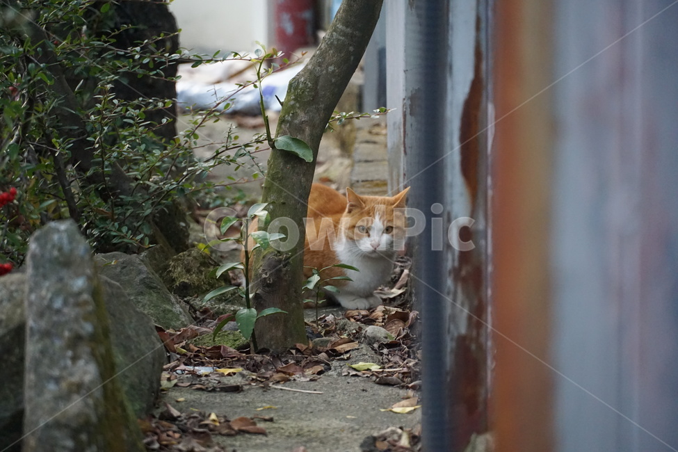 고양이,치즈,길냥이,코숏,코리안숏테일,동물,동물,animal,포유류,mammal,고양이,cat,kitten,kitty