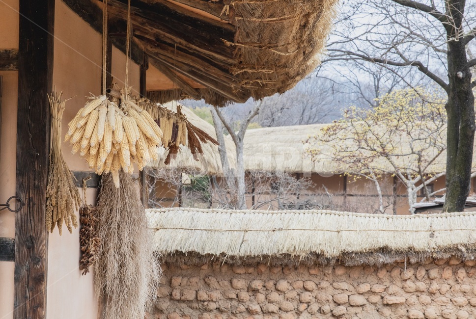 옥수수,초가집,시골,담장,추억,회상,시골,마을,풍경,landscape,country,rural,town