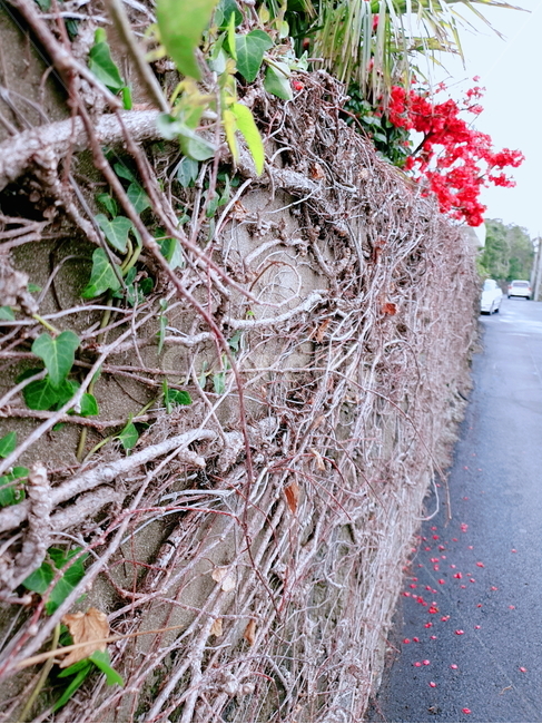 red plum blossom,plant,plum blossom,stonewall,vine,close,red flower,flower
