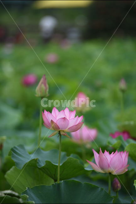 꽃,연꽃,식물,여름,연잎,식물,자연,plants,nature,꽃,flower