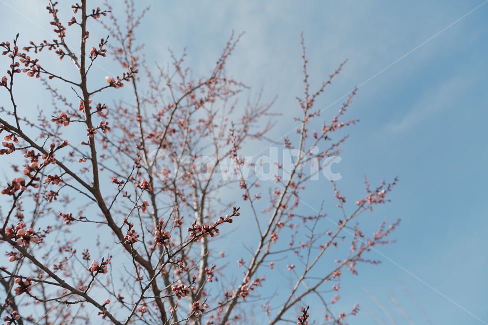 매화,꽃,Flower,홍매화,청매화,매실꽃,봄꽃,봄,계절,spring,season,식물,자연,plants,nature,꽃,flower,plant