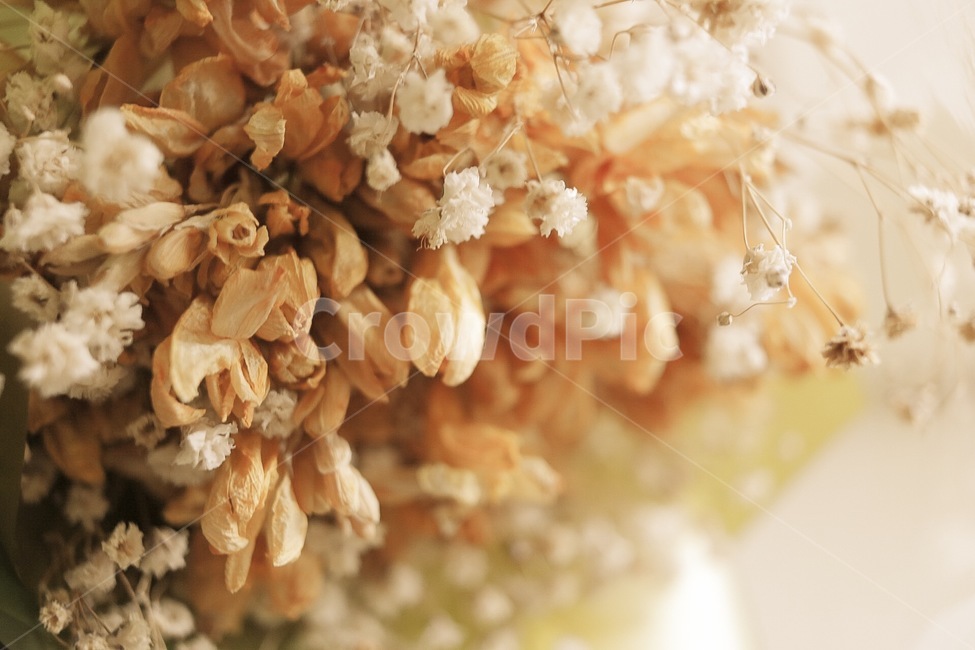 plant,식물,꽃,flower,노란색,식물,자연,plants,nature