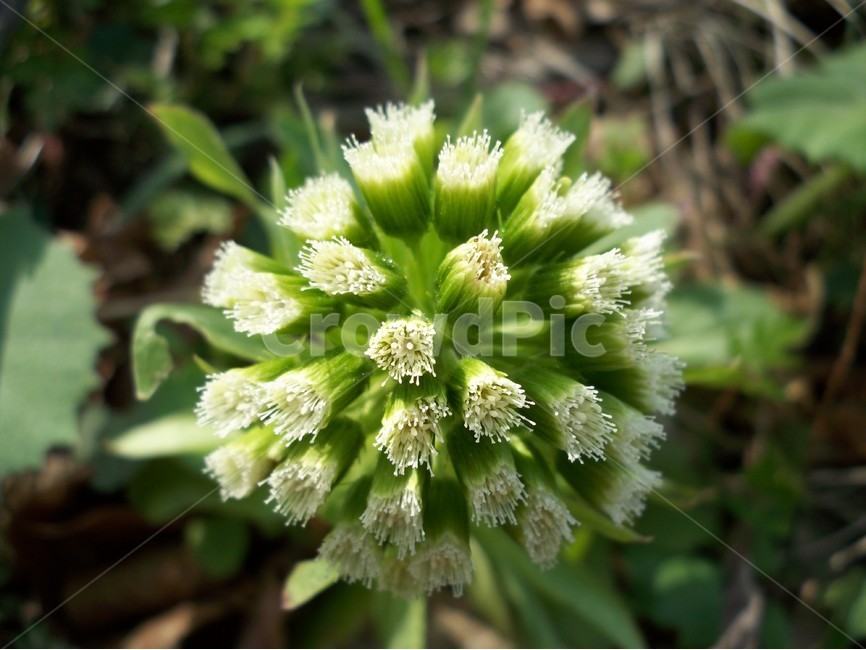머위,머위꽃,꽃,야생화,봄,식물,자연,plants,nature,꽃,flower