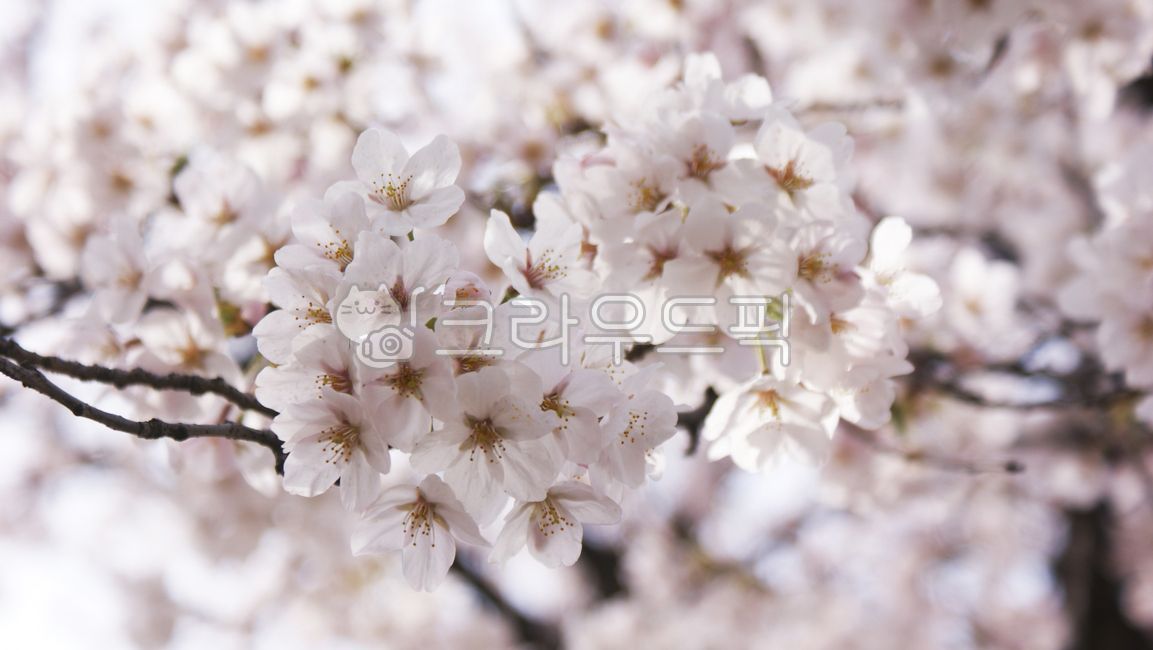 flowers,Cherry Blossom,Yeouido Cherry Blossoms,cherryblossom,March,flower tree,april,April,flower,cherry blossom tree,spring,Yeouido,Yoon Jungro