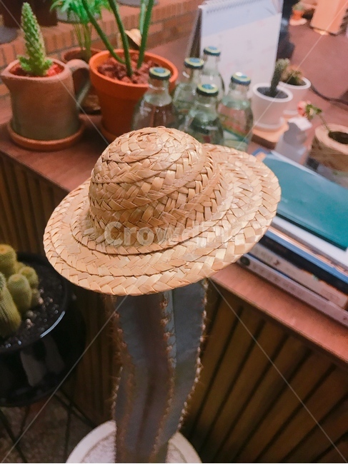 카페,선인장,데이트,재미,여유,힐링,카페내부,모자