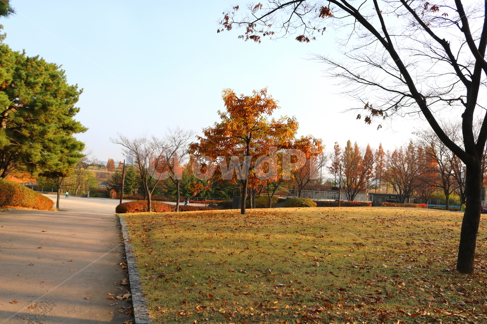 나무,밤나무,식물,단풍,낙엽,가을,풍경,공원,선유도공원,산책길,가을,계절,fall,autumn,season,자연,풍경,nature,landscape,tree,plant,tree trunk,나무 줄기