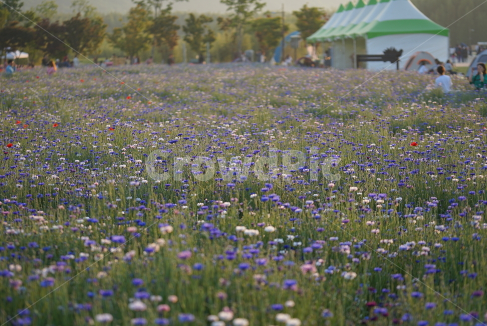 울산,태화강,봄꽃,양귀비,봄꽃향기