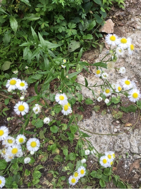 들꽃,민들레,야생,꽃,야산