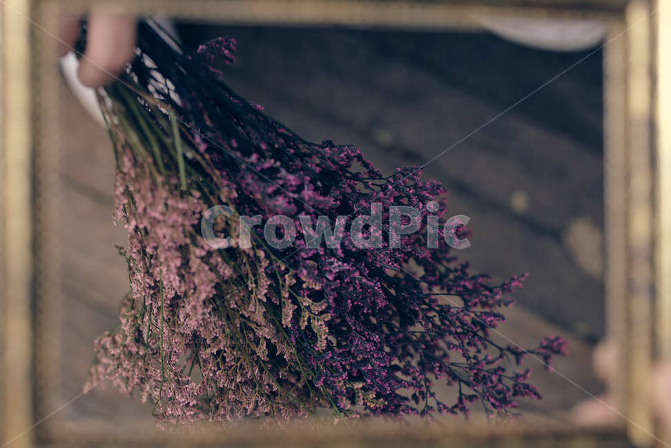 꽃,드라이플라워,플라워,flower,dryflower,plant,식물,꽃,flower
