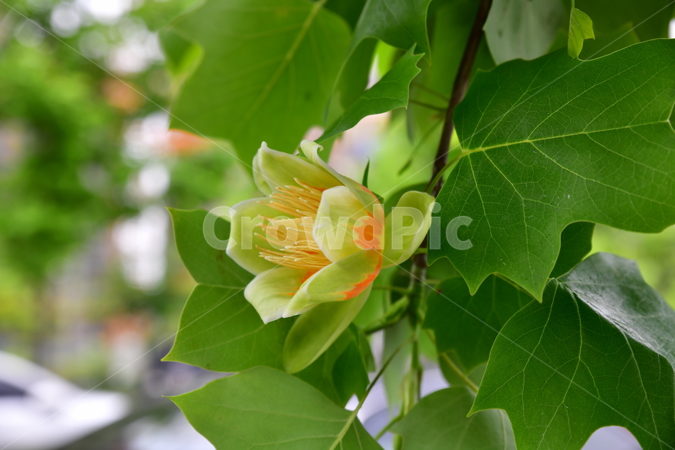 꽃,야생화,정원,수목원,자연,봄,여름,장미,식물,자연,plants,nature,꽃,flower