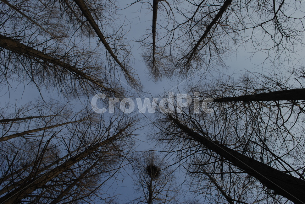 나무,하늘,겨울나무,겨울,겨울하늘,가을,tree,새집