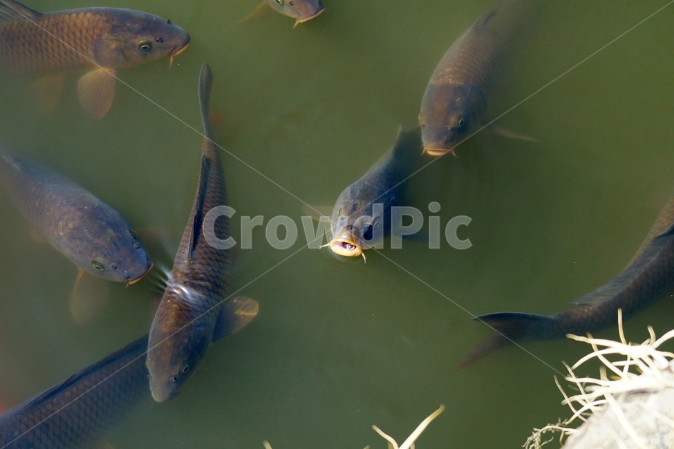 물고기,잉어,붕어,생선,어류,동물,animal,fish,자연,natue,풍경,landscape,호수,3월,봄,계절,spring,lake,동물,animal,어류,물고기,fish