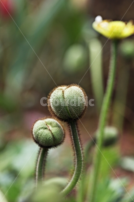 양귀비,꽃,식물,자연,배경,식물,자연,plants,nature,꽃,flower