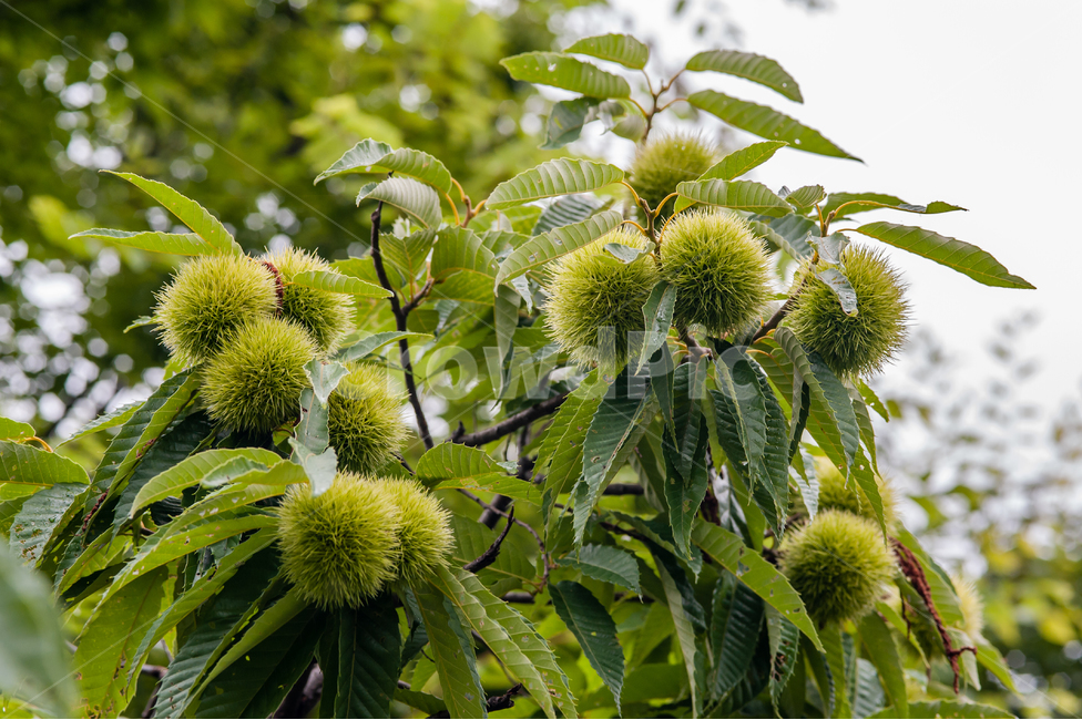 식물,잎,밤,가을,그린,초록,나뭇잎,가시,leaf,green,plant,밤가시,밤나무,chestnut,식물,자연,plants,nature,과일,열매,fruit