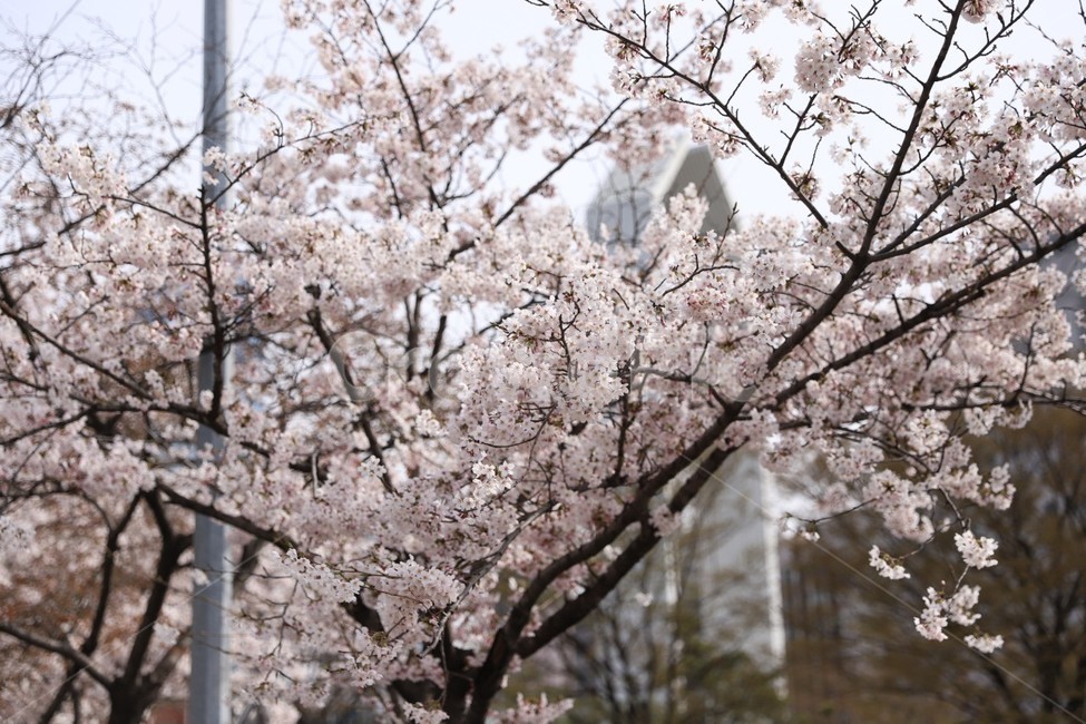 벛꽃,꽃,벚꽃나무,봄,여의도벚꽃,봄,계절,spring,season,plant,식물