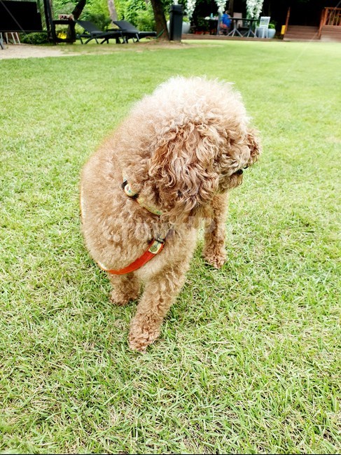 푸들,강아지,puppy,강아지옆모습,dog