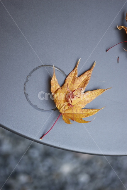 가을,낙엽,카페,테이블,감성,가을,계절,fall,autumn,season,leaf,잎,plant,식물,maple leaf,단풍잎,tree,나무