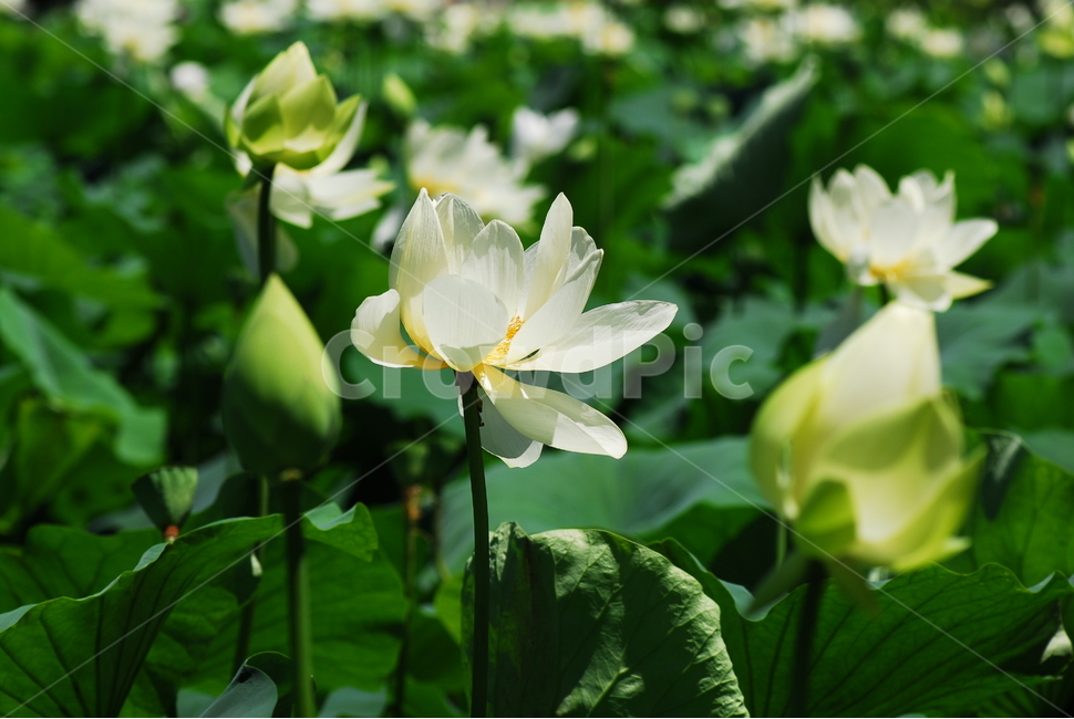 꽃,연꽃,궁남지,불교,여름,식물,자연,plants,nature,꽃,flower