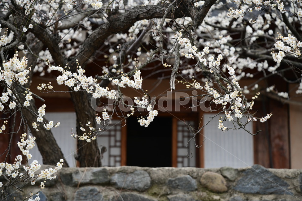 plant,식물,flower,blossom,꽃,고택,매화,봄,계절,spring,season,한국전통,한국문화,korean traditional,korean culture,건축물,건물외관,exterior,building,structure,architecture,construction
