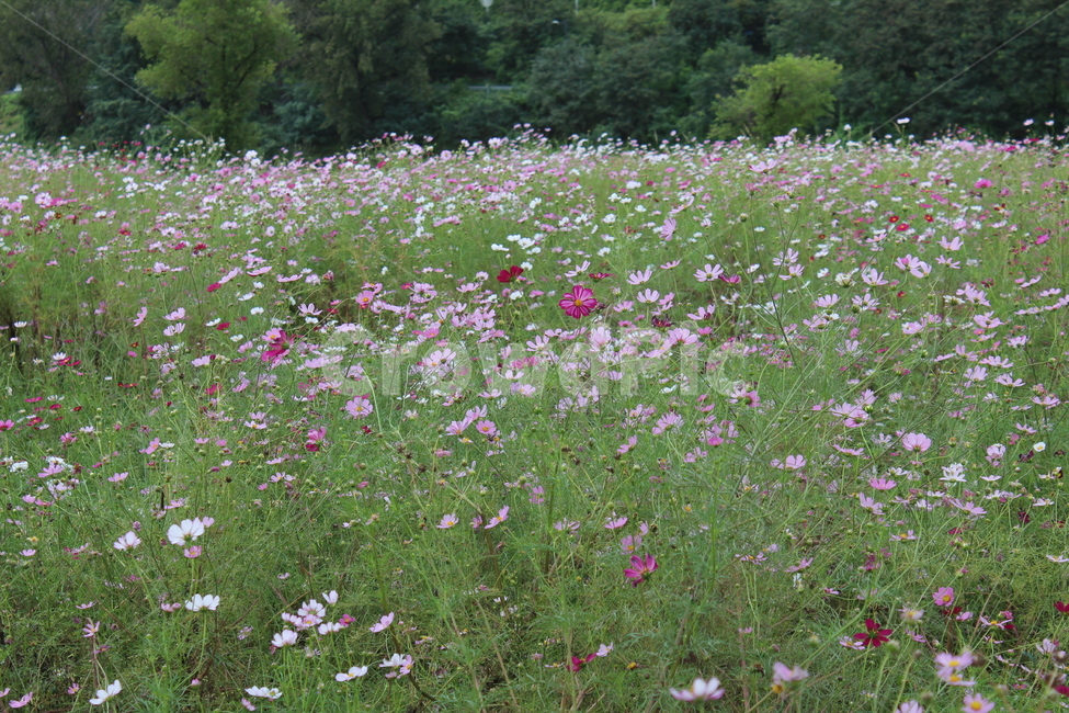 가을,자연,가을풍경,식물,코스모스,코스모스밭,가을꽃,식물,자연,plants,nature,꽃,flower