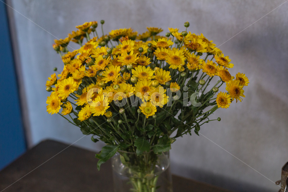 꽃,식물,blossom,plant,yellow,spring,봄