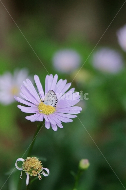 plant,blossom,데이지,daisy,flower,꽃,daisies,pollen,나비,butterfly,식물,식물,자연,plants,nature,꽃,flower