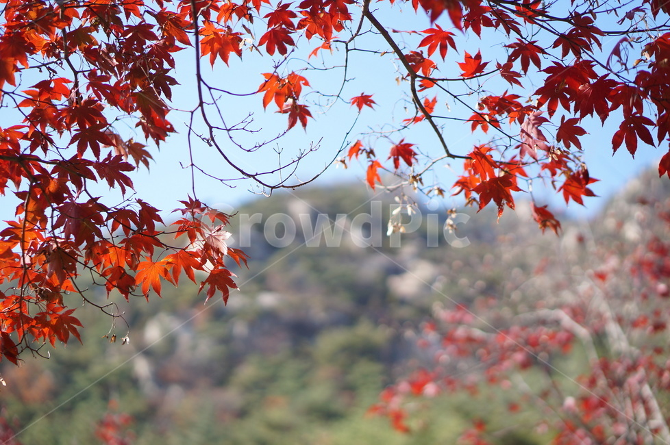 가을,단풍,나무,풍경,빨강,낮,햇빛,plant,식물,leaf,잎,tree,maple