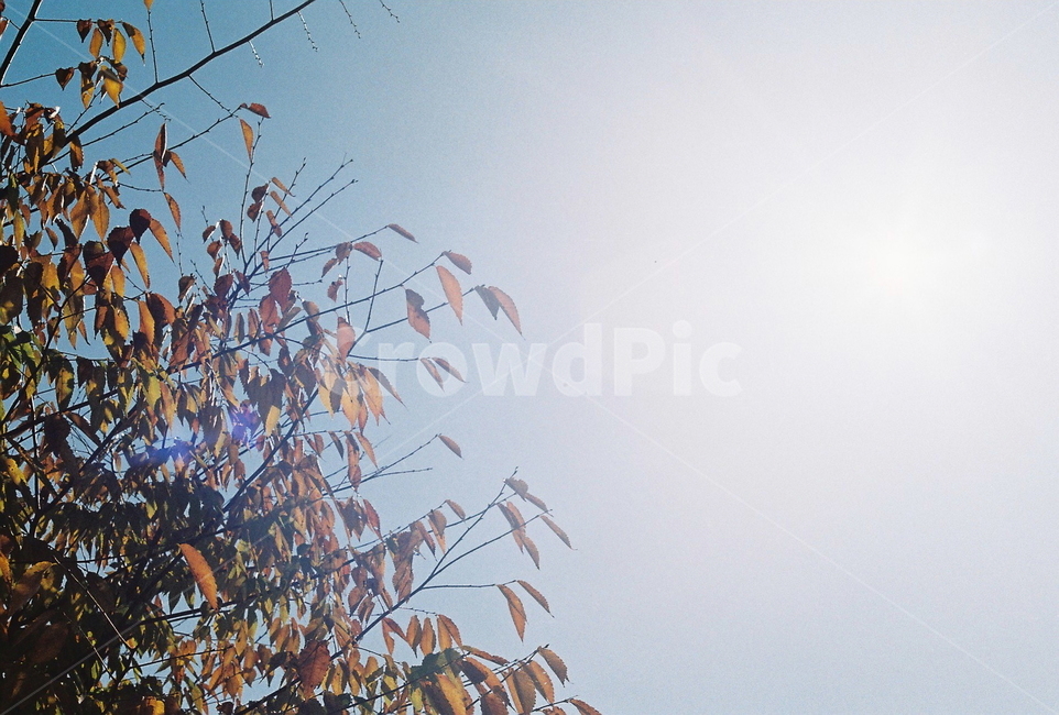 가을,단풍,나무,자연,autumn,낙엽,필름카메라,tree,maple,nature,바람,햇살,sunshine,풍경,필름사진,가을,계절,fall,autumn,season