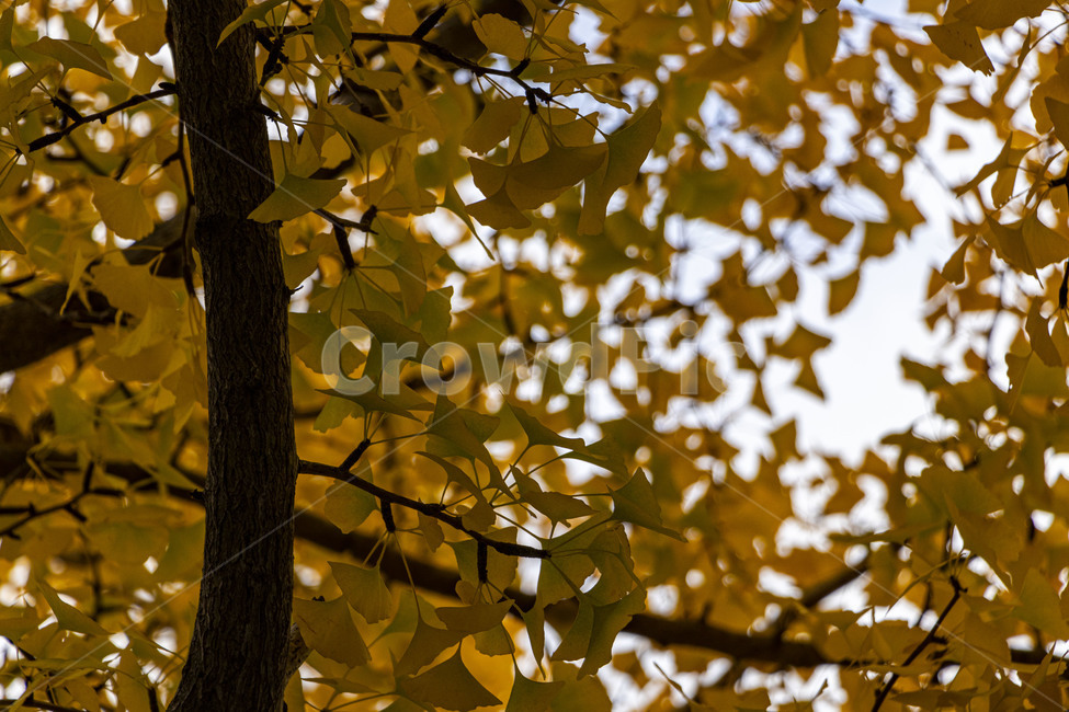 은행,은행나무,은행잎,ginkgo,ginkgotree,ginkgoleaves,가을,계절,fall,autumn,season,식물,자연,plants,nature,나무,trees,wood,plant,leaf,잎,tree