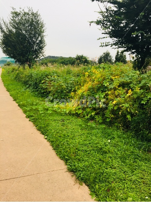 길,여름길가,초록,산책길,산책,자연,풍경,nature,landscape,path,통로