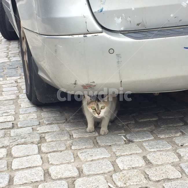 고양이,길고양이,cat,길냥이,미묘