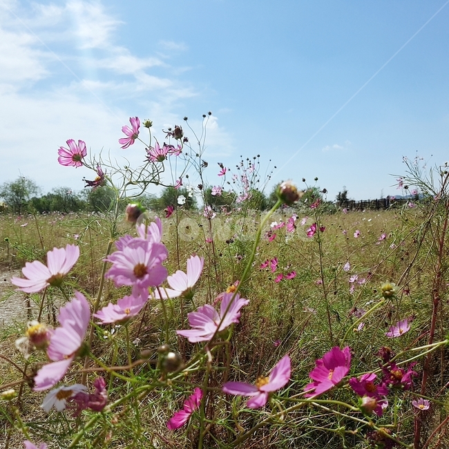 코스모스,꽃,자연,flowe,nature,식물,자연,plants,nature,꽃,flower