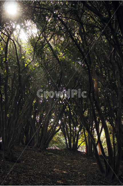 햇살,봄볕,숲,나무,스포트라이트,spotlight,spring,forest,trees,자연,풍경,nature,landscape,휴식,힐링,rest,relaxation,healing,plant,식물