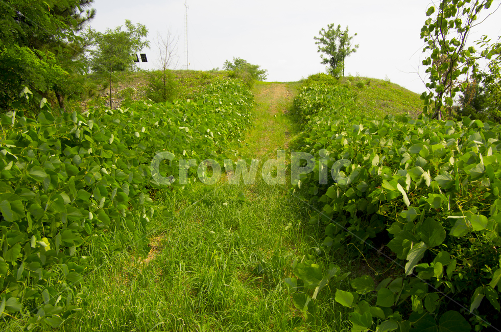 칡,풀,수풀,오르막,여름,넝쿨,scene,view,feeling,emotion,nature,landscape,season,풍경,감정,감성,자연,계절,뷰티,vine,grass,hill,summer,풍경사진,감성사진,정취