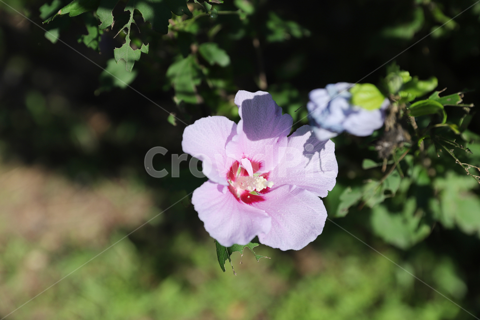 봄,자연,꽃,수목원,산,식물,자연,plants,nature,꽃,flower