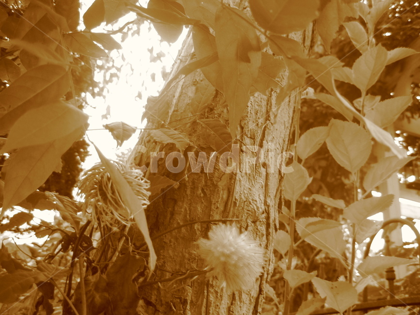 나무,tree,자연,nature,식물,plant,나무줄기,treetrunk,나무,trees,wood