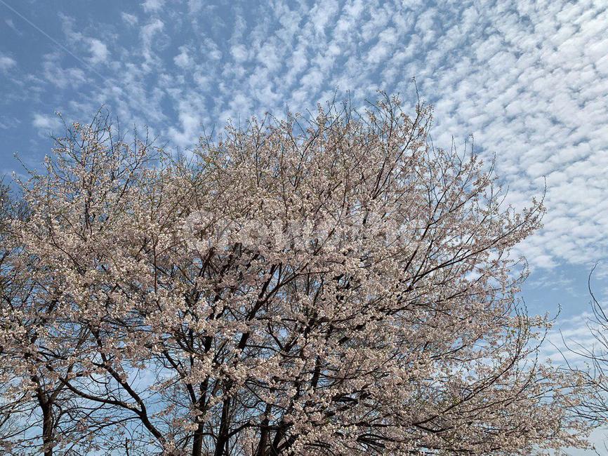 벚꽃,벚꽃놀이,꽃,꽃놀이,벚꽃길,안산벚꽃,봄,봄,계절,spring,season,식물,자연,plants,nature,꽃,flower,plant,tree,나무