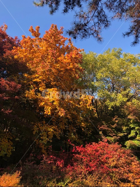 가을,나무,단풍,단풍나무,하늘,자연,알록달록,나뭇잎,단풍잎,창경궁,식물,가을,계절,fall,autumn,season,plant,leaf,잎,tree,maple