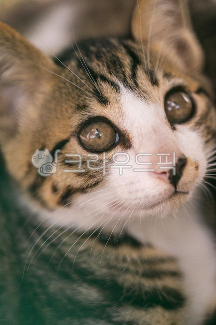 아기고양이,동물,고양이,애완동물,cat,animal,pet,mammal,포유류,동물,animal,포유류,mammal,고양이,cat,kitten,kitty