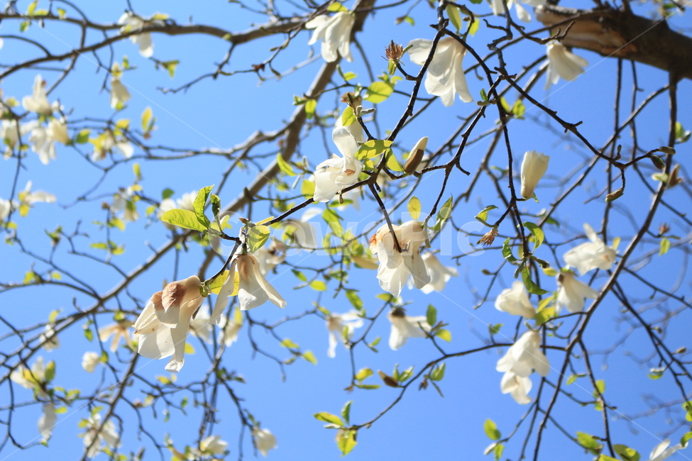 봄,산,꽃,개화기,황령산,봄,계절,spring,season,식물,자연,plants,nature,꽃,flower,plant,blossom
