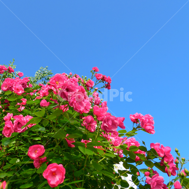 장미,rose,꽃,flower,분홍장미,pinkrose,pink,5월,may,꽃밭,로즈,봄,spring,장미꽃밭,식물,식물,자연,plants,nature,꽃,flower