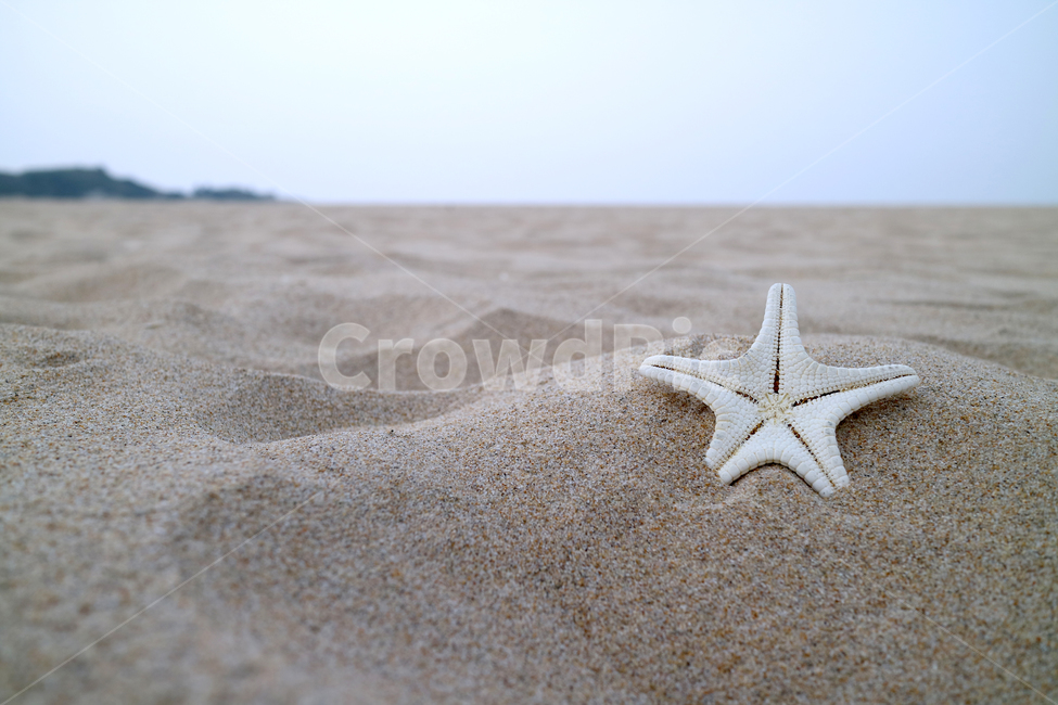 해변,모래사장,여름,불가사리,자연,계절,휴가,휴양,휴양지,해수욕장,바캉스,해변,바다,beach,sea