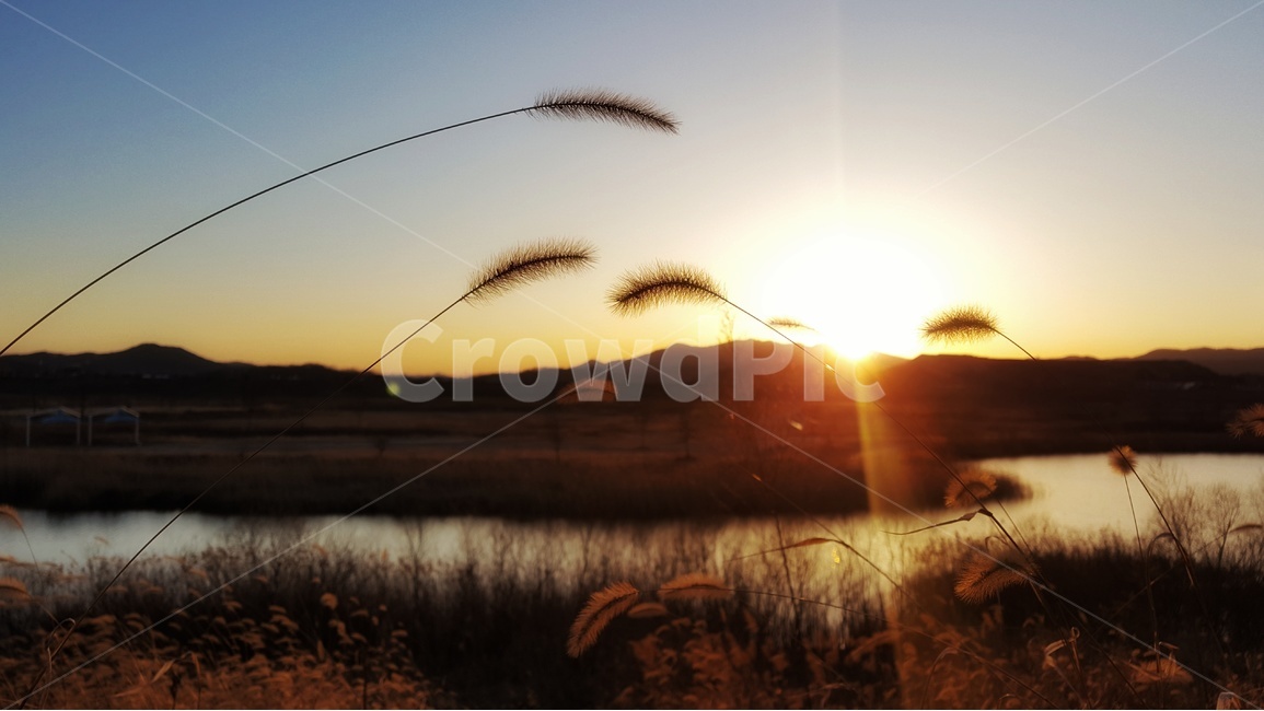 강아지풀,노을,풍경사진,하늘,갈대밭,갈대,자연,풍경,nature,landscape,실루엣,그림자,silhouette,shadow,flare,플레어,light,빛,grass,잔디,plant,식물