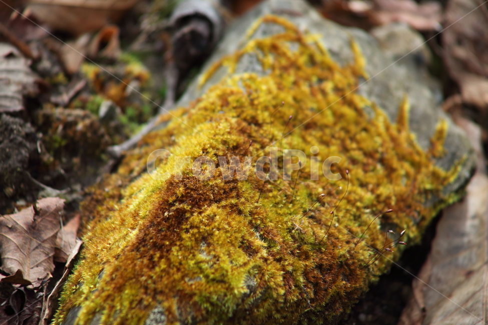 낙엽,이끼,식물,선태식물,포자,moss,식물,자연,plants,nature