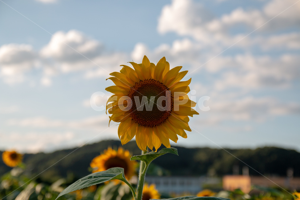 해바라기,하늘,산,꽃,sunflower,꽃밭,아웃포커싱,경기도,해바라기축제,자연,풍경,식물,flower,nature,landscape,flowergarden,plants,자연,풍경,nature,landscape,식물,plants,꽃,flower,plant