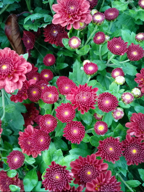 꽃,식물,국화,소국,plant,blossom,가을꽃,꽃,flower